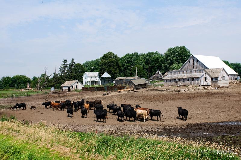 20080717_121858 D300 P 4200x2800.jpg - Cattle Farms on US 20 east of Sioux City (near Holstein, Iowa)
